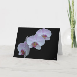 Três Cartões de Saudação de Orquídea