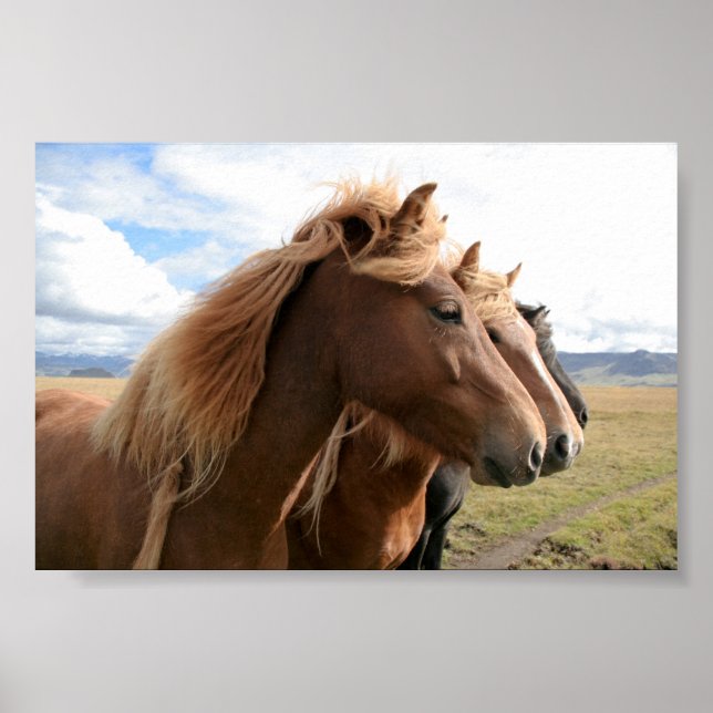Três cavalos em Poster linha (Frente)