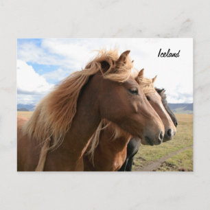 Três cavalos seguidos Cartão postal