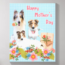 Três Collies Ásperos Lindos 