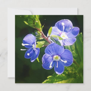 Três Flores Azuis Placa Plana