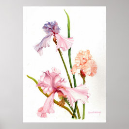 Três Íris Pastel Impressão Poster Papel (Matte)