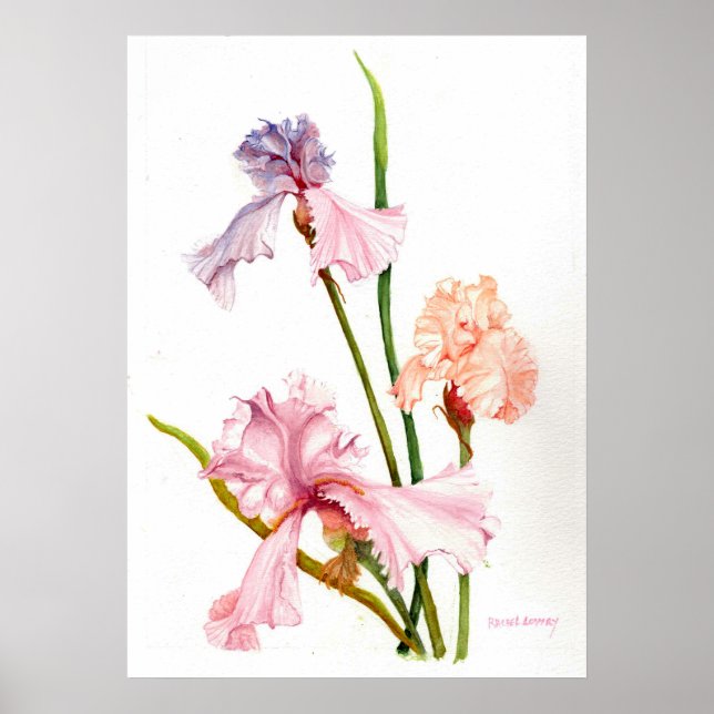 Três Íris Pastel Impressão Poster Papel (Matte) (Frente)