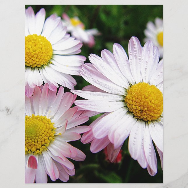 Três margaridas rosa (Frente)