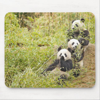 Três panda Munching Cubs Mousepad