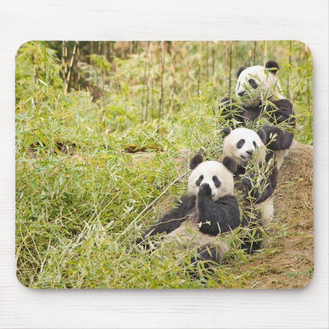 Três panda Munching Cubs Mousepad (Frente)