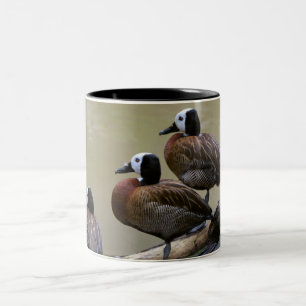 Três patos em uma caneca do registro
