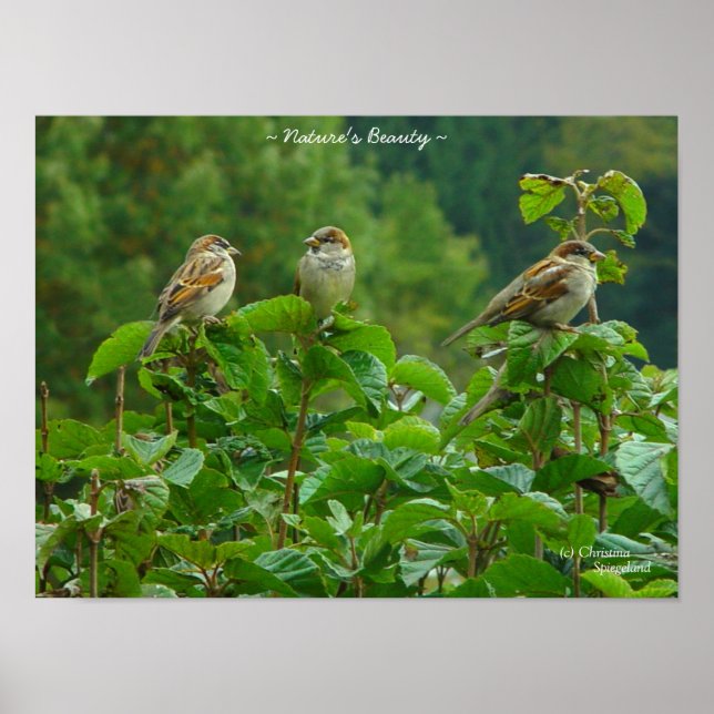Três pequenos amigos Poster (Frente)