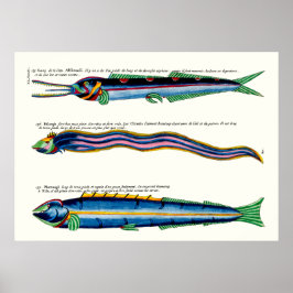 Três Poster de Peixe magro sobre branco antigo