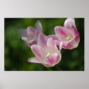 Três tulipas cor-de-rosa poster