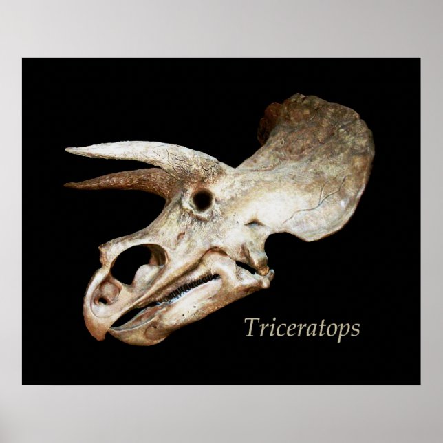 Triceratops Poster (Frente)