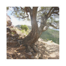Trilha Tenacity Tree Utah