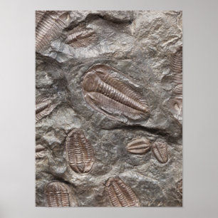 Trilobite, Fóssil: TRILOBITES FOSSILS Poster