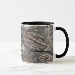 Trilobites fóssil: Caneca dos FÓSSEIS de TRILOBI