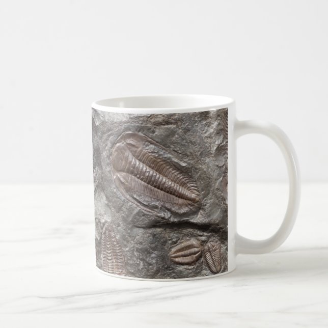 Trilobites fóssil: Caneca dos FÓSSEIS de TRILOBITE (Direita)