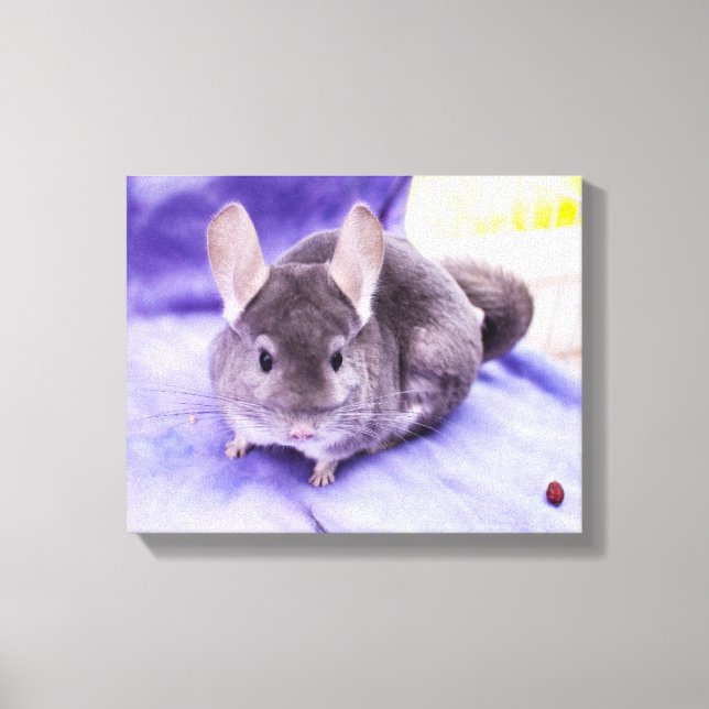 Trinket! - Chinchilla Canvas Print (Frente)