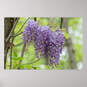 Trio de Wisteria Wild na Floresta Poster