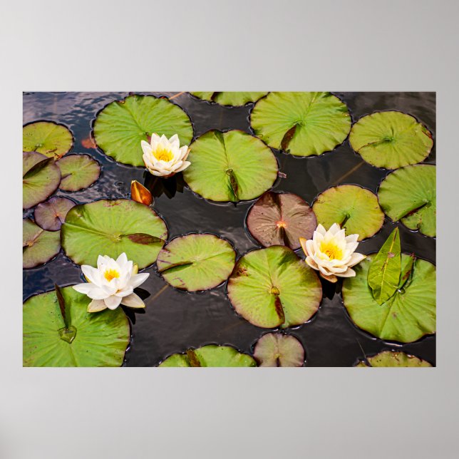 Triple Lotus & Lily Pad Pattern Poster (Frente)