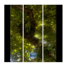 Triptych BL.(Sun Green Tree 2)SDCescartazes ©️ 202