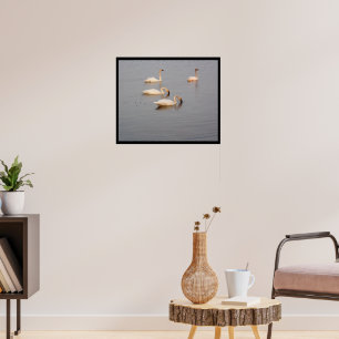 Trompeter Swans Poster
