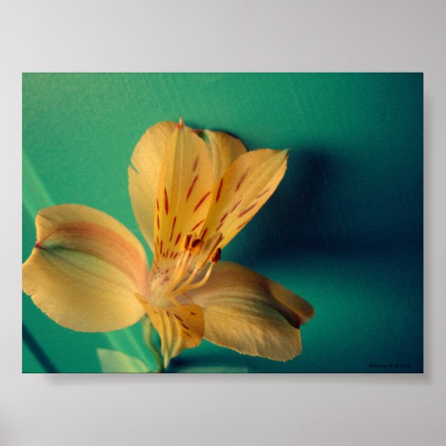 Tropical Lily Poster (Frente)