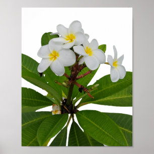 Tropical Plumeria Photo Poster