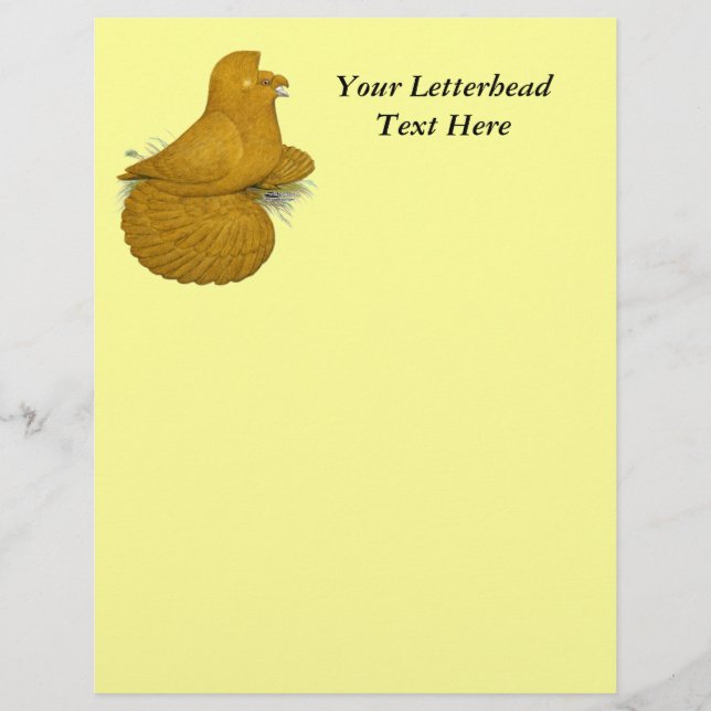 Trumpeter Pigeon Amarelo (Frente)