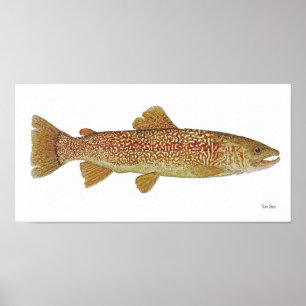 Truta de mármore do poster da arte de Slovenia