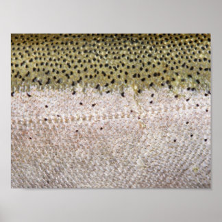 Truta Steelhead Poster