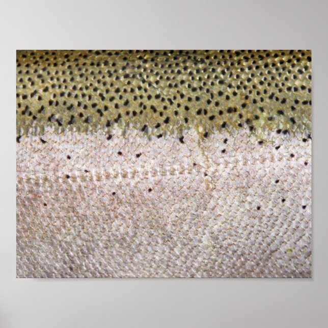 Truta Steelhead Poster (Frente)