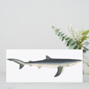 Tubarão Azul, Vida Marinha Aquática Oceânica Vinta