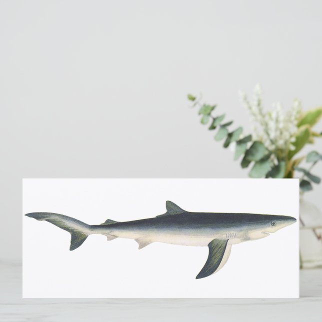 Tubarão Azul Vintage, Vida Marinha Aquática Oceâni (Em pé/Frente)