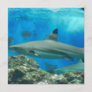 Tubarão com convites do recife