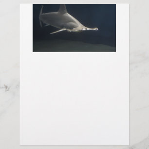 Tubarão de Hammerhead