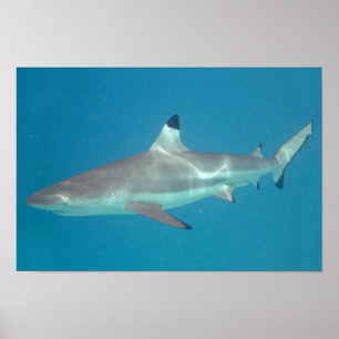 Tubarão que nada o poster subaquático