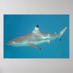 Tubarão que nada o poster subaquático