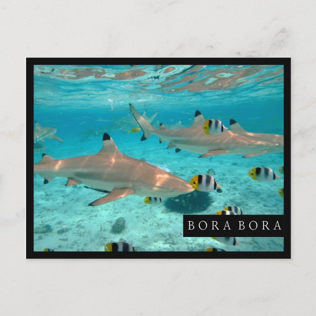 Tubarões no cartão do quadro da lagoa de Bora Bora (Frente)
