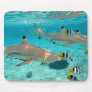 Tubarões no mousepad da lagoa de Bora Bora