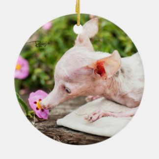 Tudo ornamento da foto de Rosie