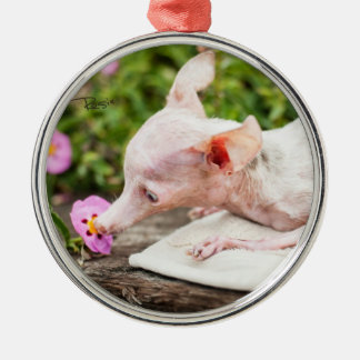 Tudo ornamento da foto de Rosie