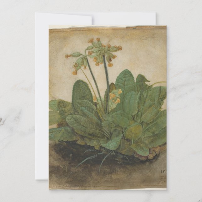 Tuft de Cowslips por Albrecht Durer (Frente)