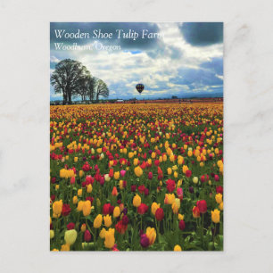 Tulip Fazenda no cartão postal de Oregon