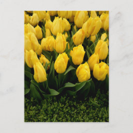 Tulip Festival - 27 Cartão de Posto Personalizável