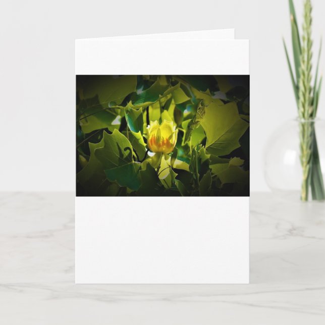 Tulip Poplar Blossom, cartão (Frente)