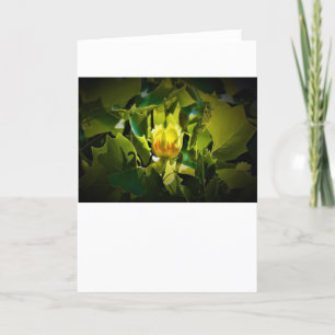 Tulip Poplar Blossom, cartão