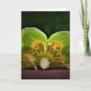Tulip Poplar Blossom, cartão