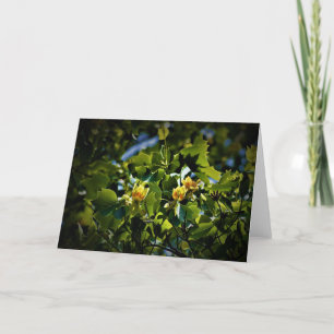 Tulip Poplar Blossom, cartão