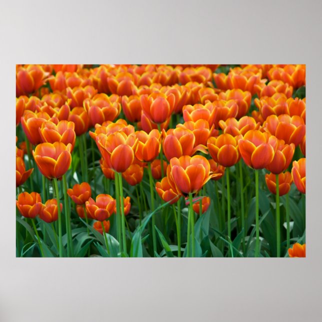 Tulip Poster (Frente)