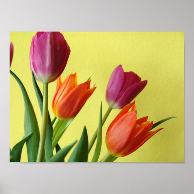 Tulip Poster (Frente)