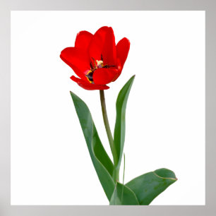 Tulip Poster